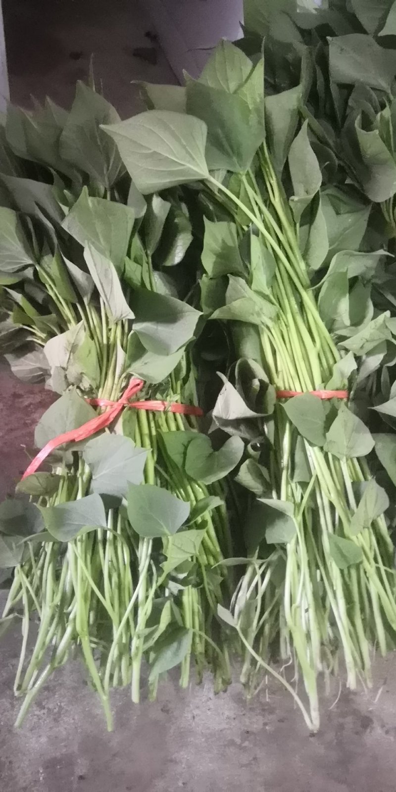 龙薯九号济薯二五西瓜红烟薯二五