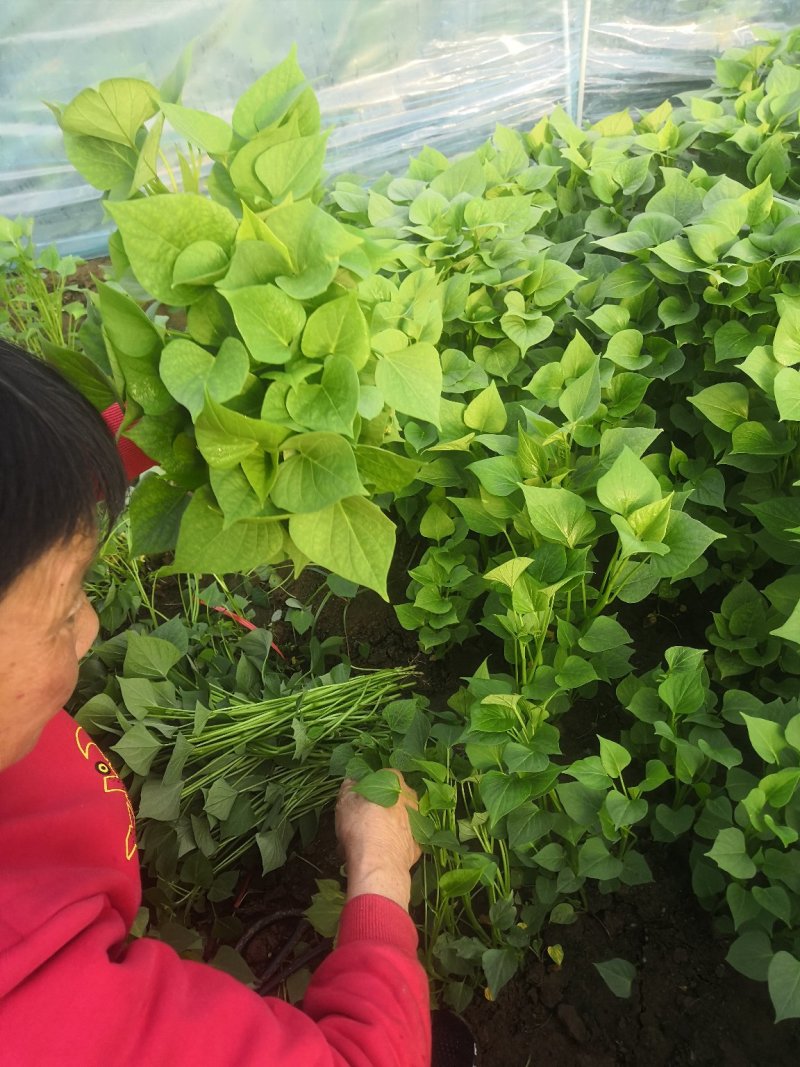 龙薯九号济薯二五西瓜红烟薯二五