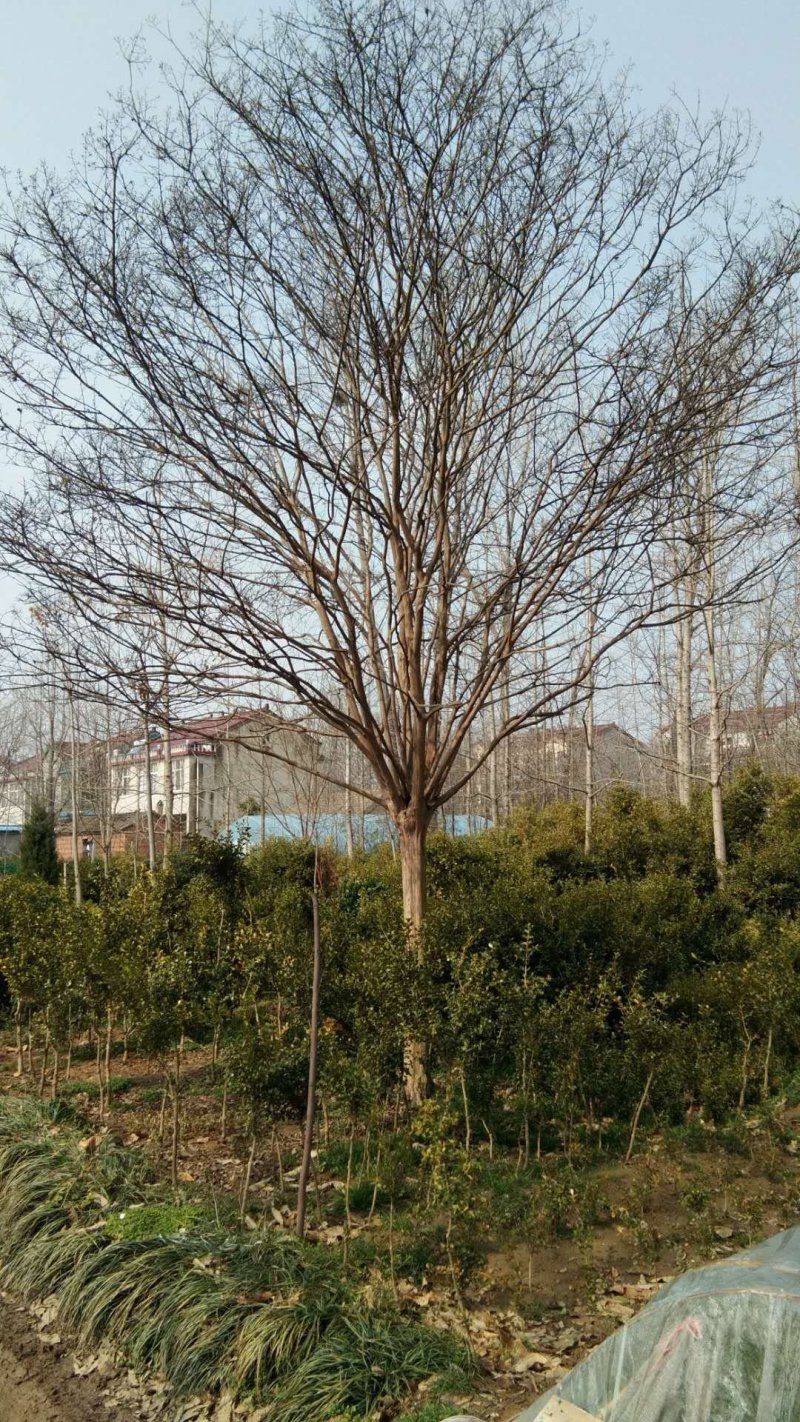 供应截干发冒紫薇，苗圃直供，一级树形