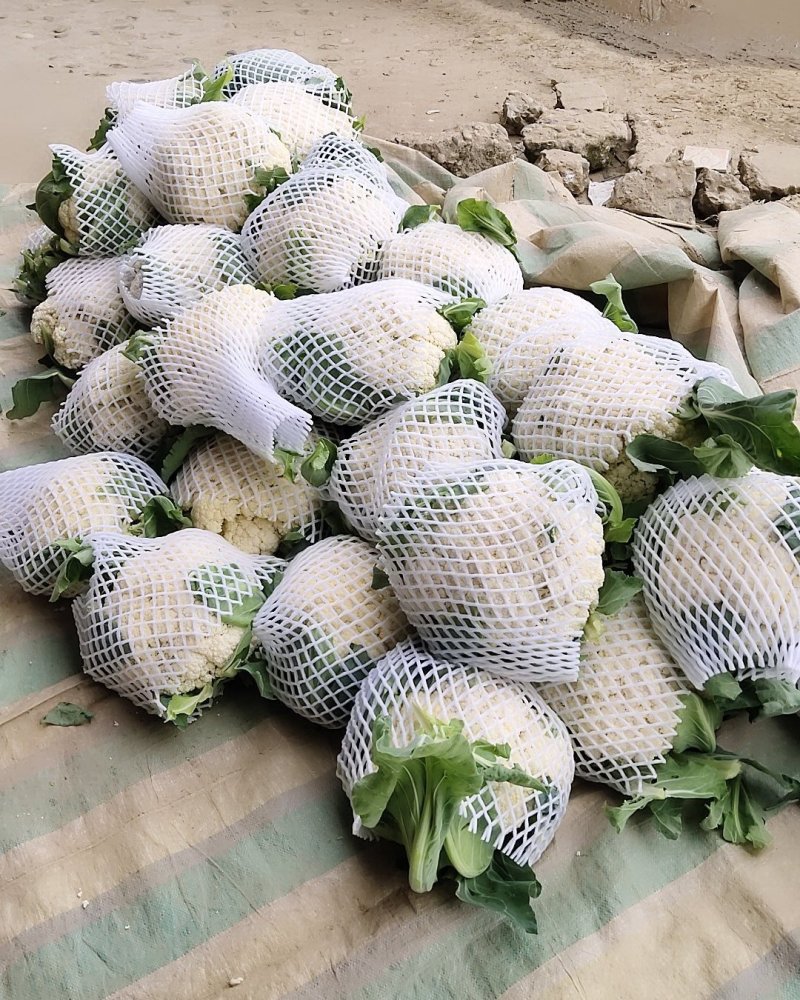 河南新野有机花菜长期货源可视频看货欢迎大家前来选购。