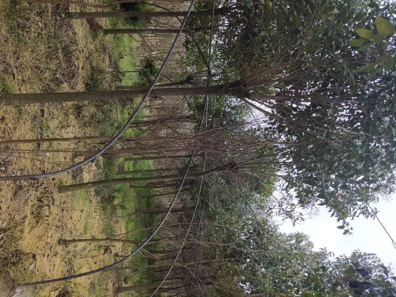 供应苗圃大叶女贞，一手货源，截干发冒大叶女贞