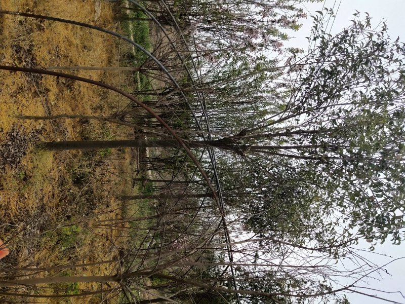 供应苗圃大叶女贞，一手货源，截干发冒大叶女贞