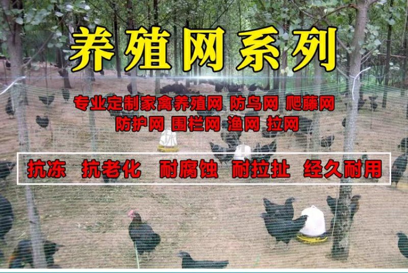 全新家禽养殖网养鸡顶网养鸡天网拦鸡网山鸡网防护网