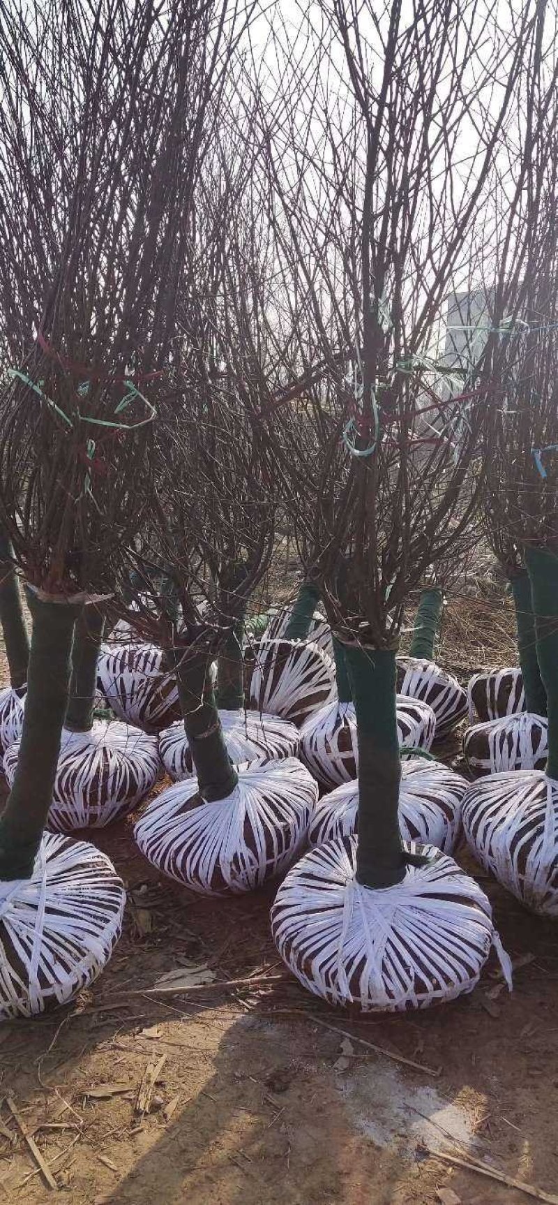 供应嫁接美人梅，纯净艳丽，园林不可缺少植物