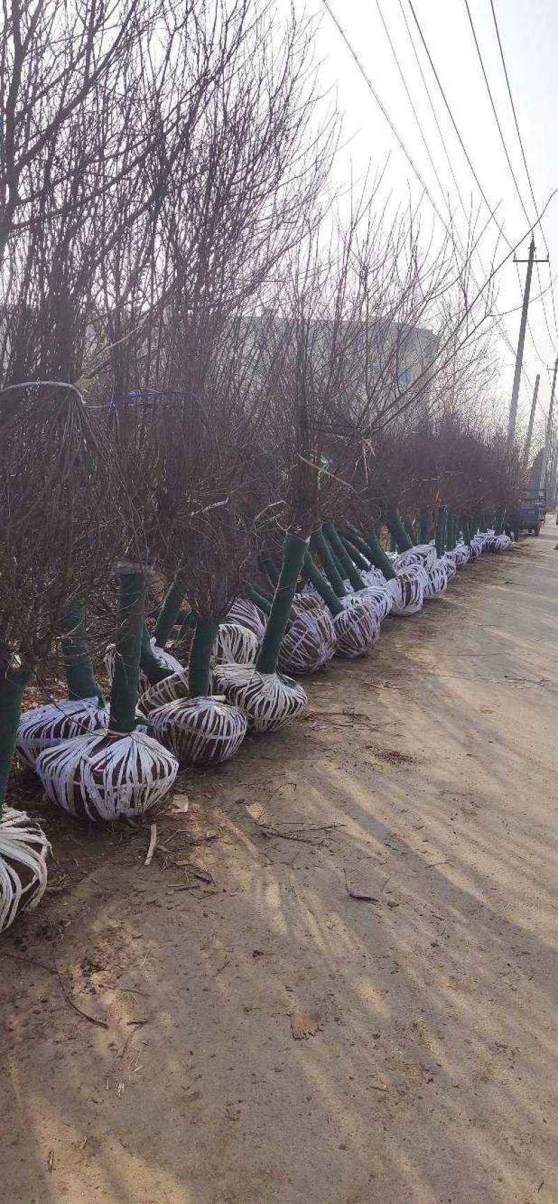 供应嫁接美人梅，纯净艳丽，园林不可缺少植物