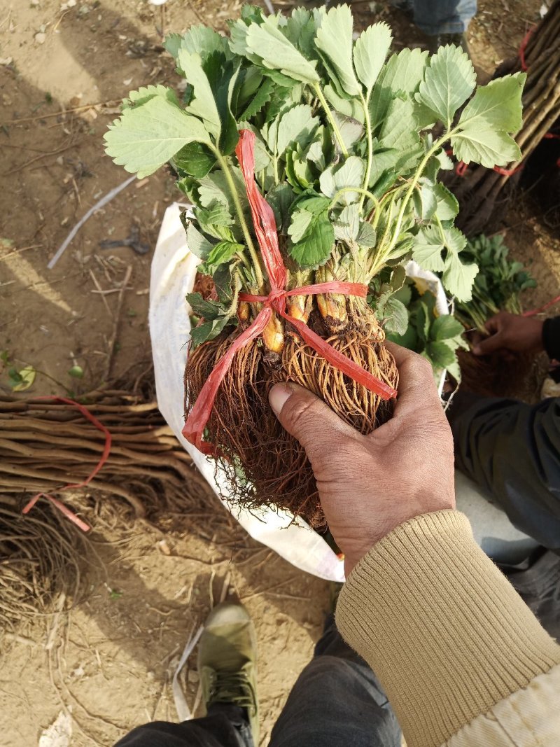 草莓苗10cm以下包邮包成活