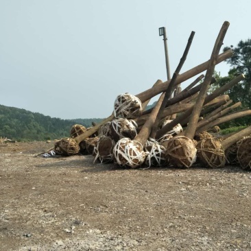 香樟各种规格截干裸根带球可选带球可选有货