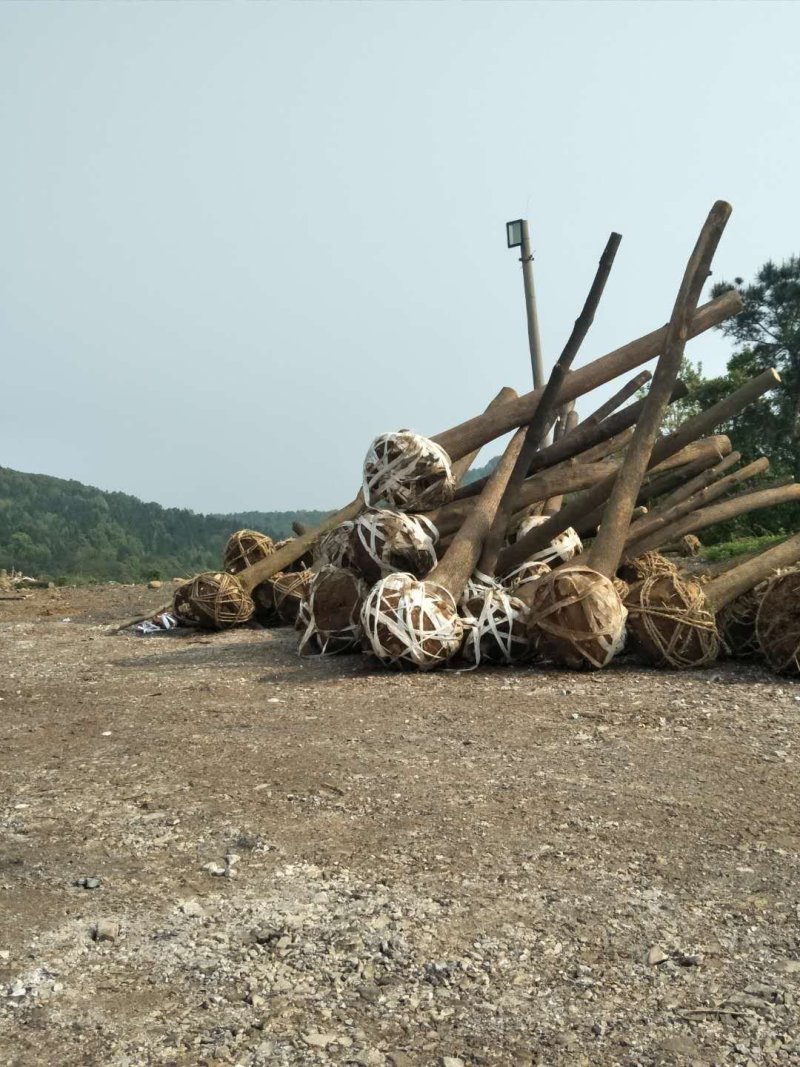 香樟各种规格截干裸根带球可选带球可选有货