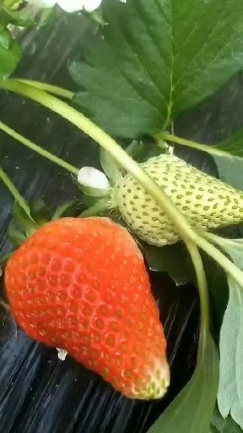 草莓，意大利草莓，甜喳里，