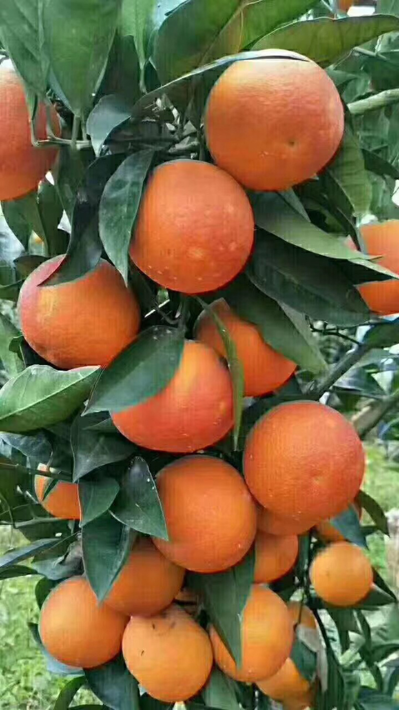 血脐橙