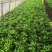 多棵组竹柏植物清香客厅卧室室内桌面四季常青木本树