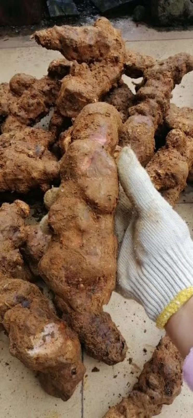 土茯苓