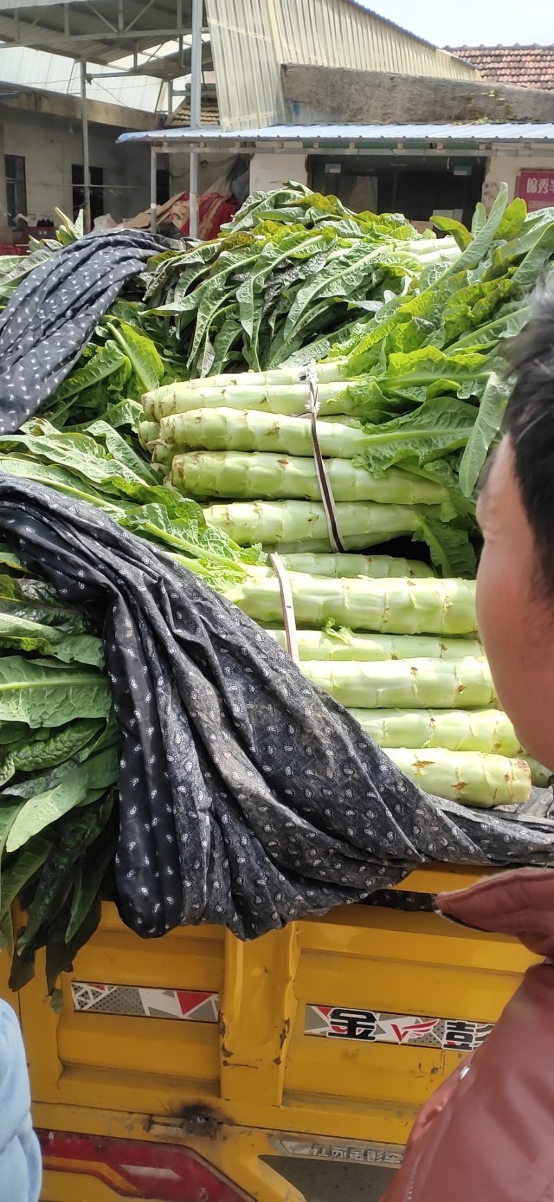 红叶香莴笋上市了，欢迎前来选购