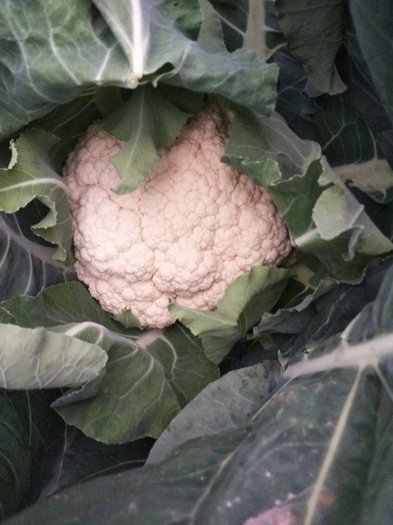 新野县蔬菜种植基地有机花大量出货中，货源充足品质有保证，