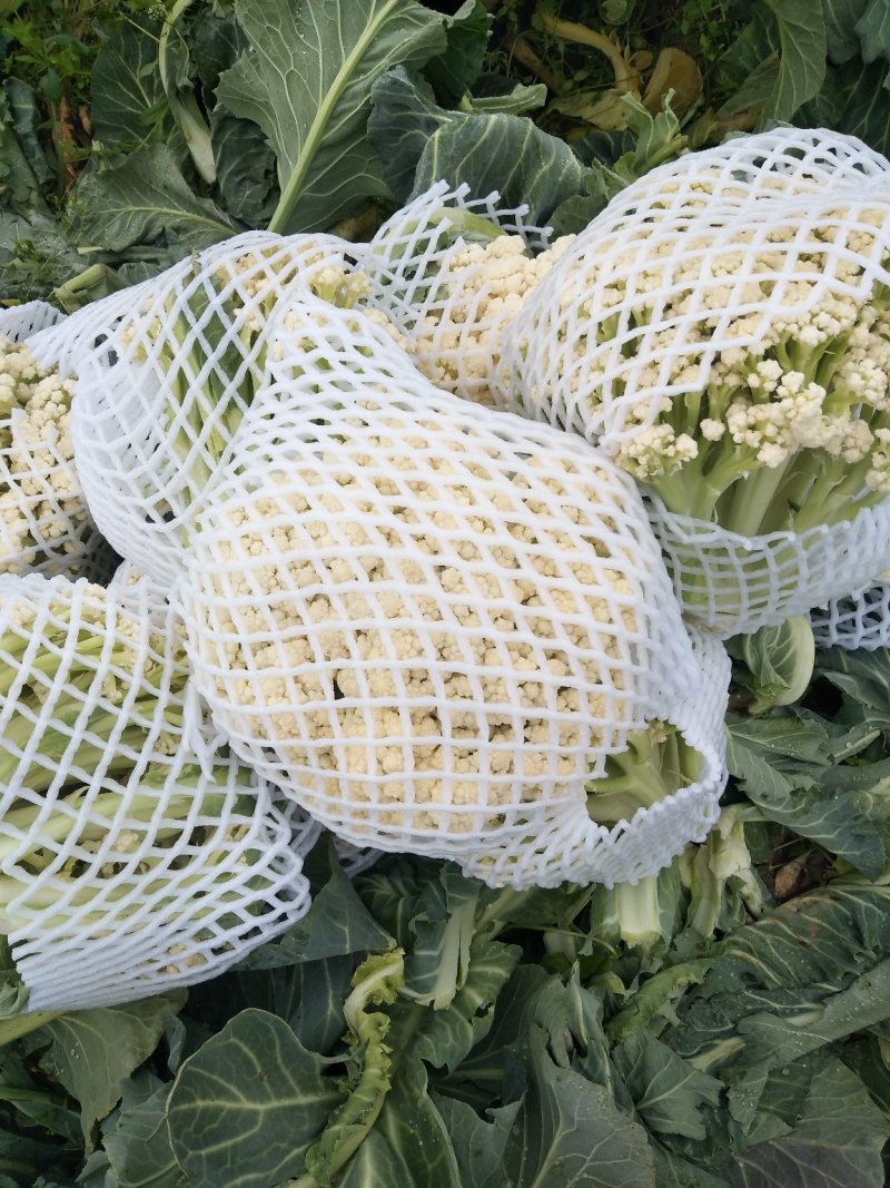 新野县蔬菜种植基地有机花大量出货中，货源充足品质有保证，