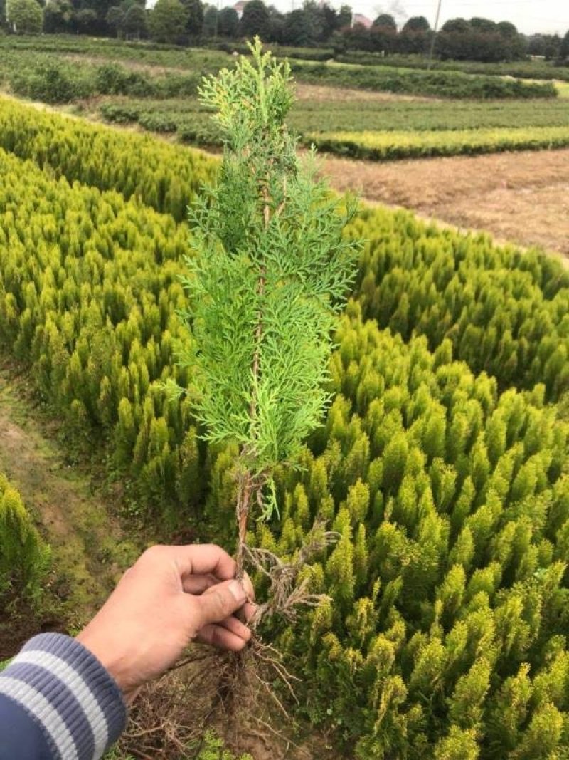 洒金柏树苗，苗圃直销，现挖现卖带土球，成活率高