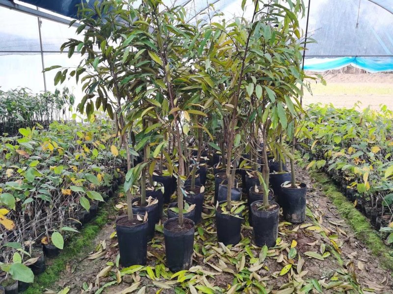 广西金枕榴莲大苗大棵榴莲树苗广西发货泰国进口