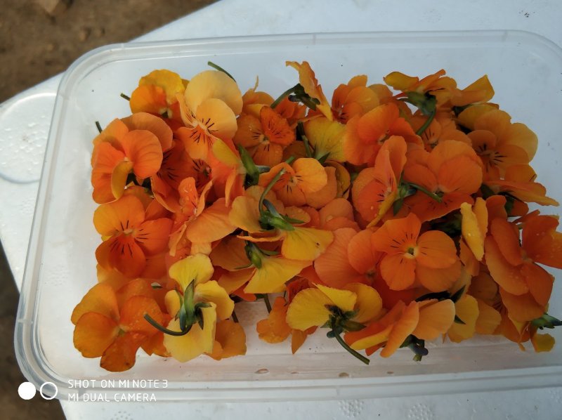 食用花草