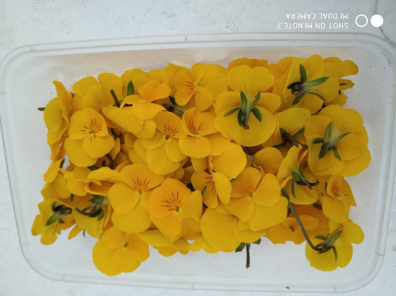 食用花草