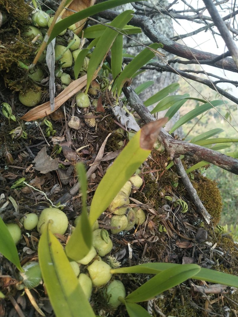 云南野生石橄榄、石上果、小果、中果、大果（中草药）