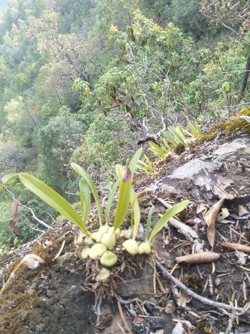 云南野生石橄榄、石上果、小果、中果、大果（中草药）