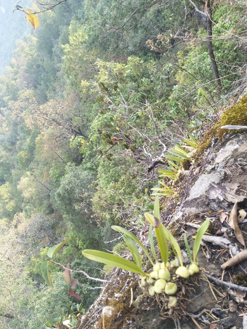 云南野生石橄榄、石上果、小果、中果、大果（中草药）