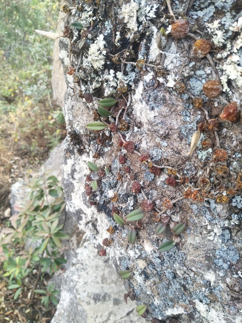 云南野生石橄榄、石上果、小果、中果、大果（中草药）