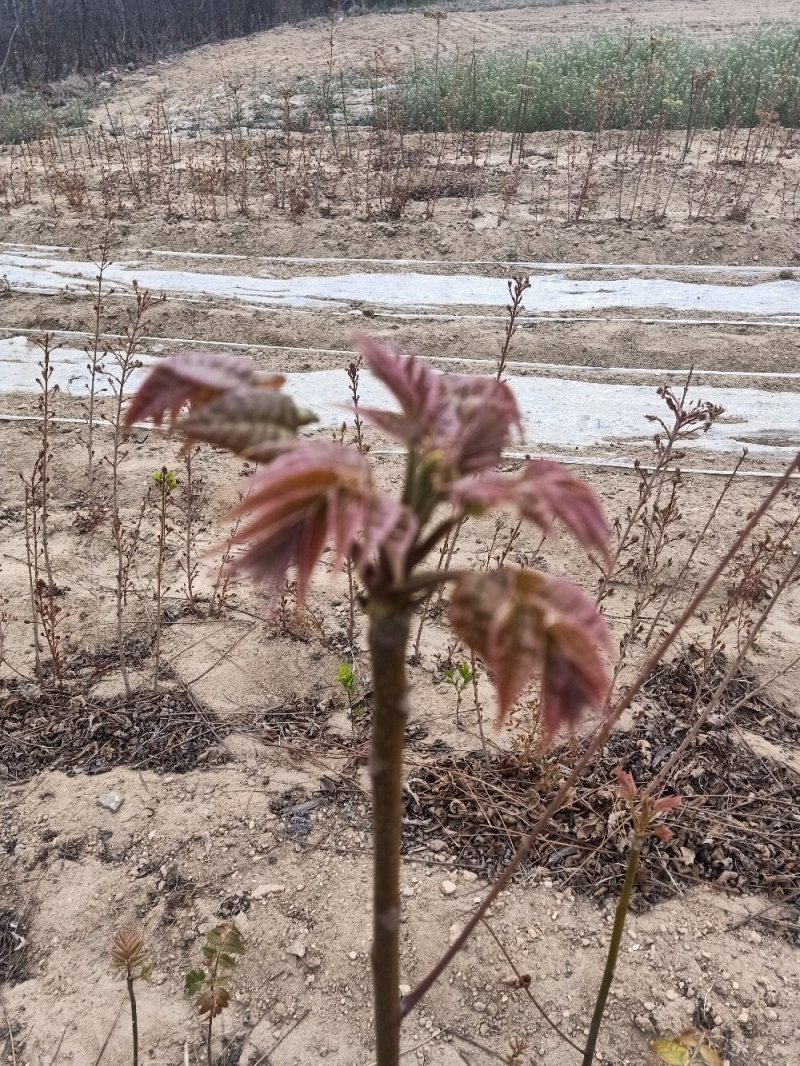 【香椿芽】量大从优，占地香椿苗出售给钱就卖