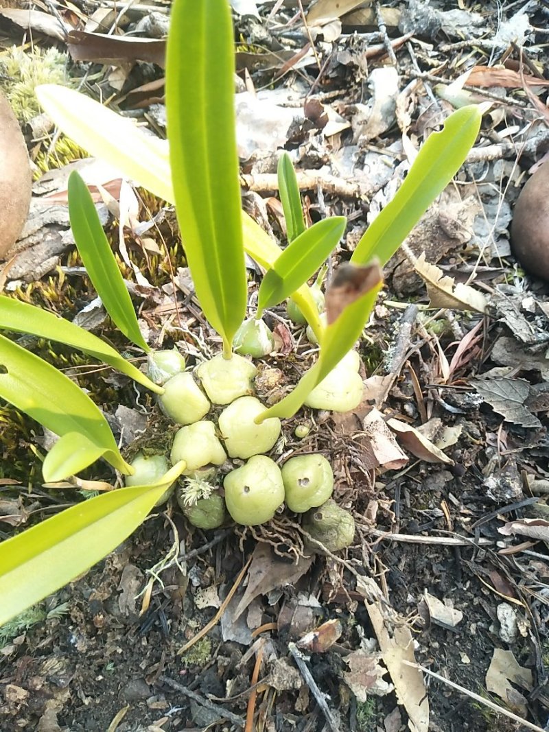 云南野生石橄榄、石上果、小果、中果、大果（中草药）