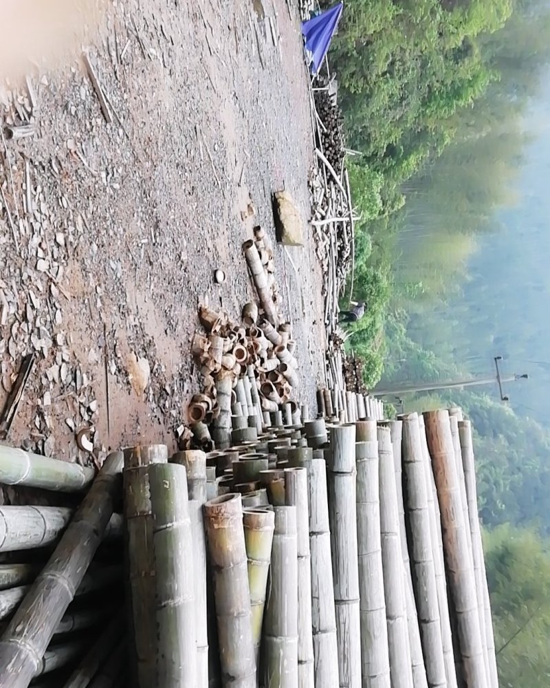 楠竹