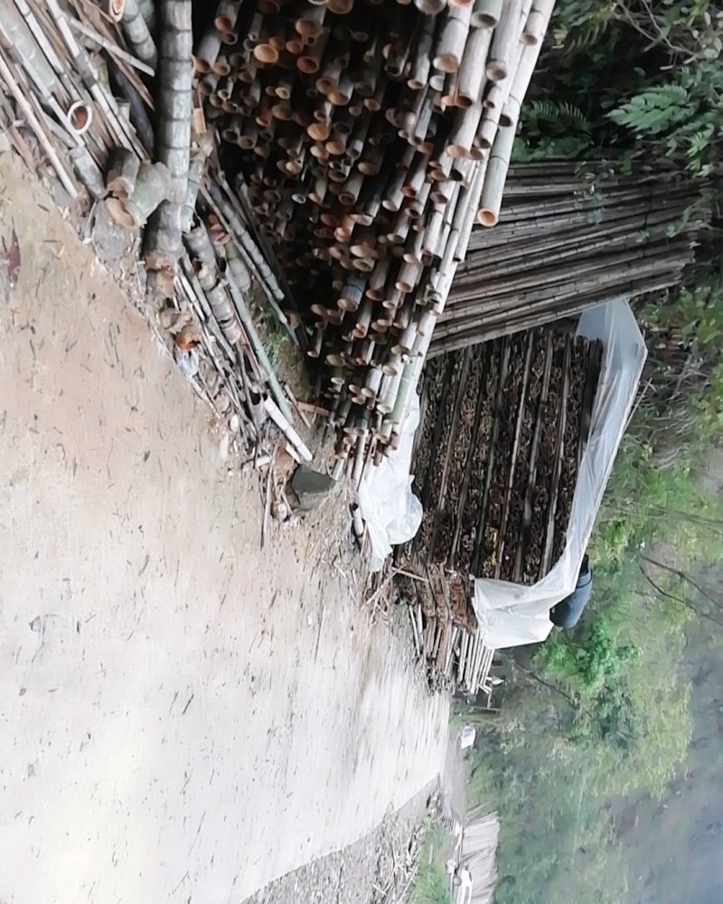 楠竹