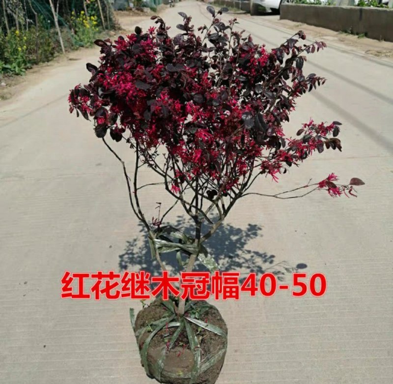 红花继木球庭院四季常青绿化苗木红花继木树苗绿篱花卉植物