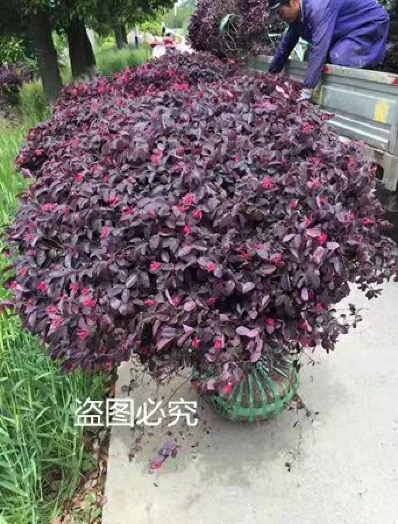红花继木球庭院四季常青绿化苗木红花继木树苗绿篱花卉植物