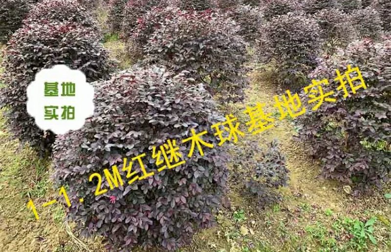 红花继木球庭院四季常青绿化苗木红花继木树苗绿篱花卉植物