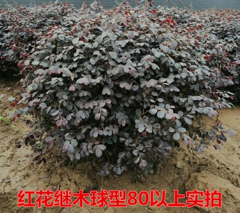 红花继木球庭院四季常青绿化苗木红花继木树苗绿篱花卉植物