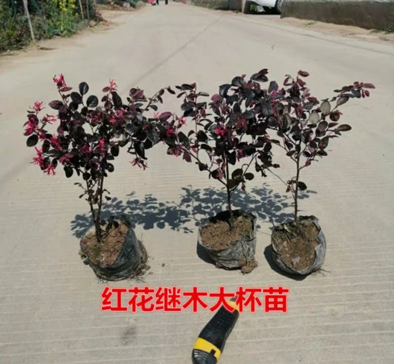 红花继木球庭院四季常青绿化苗木红花继木树苗绿篱花卉植物