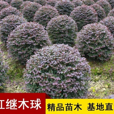 红花继木球庭院四季常青绿化苗木红花继木树苗绿篱花卉植物