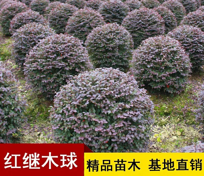 红花继木球庭院四季常青绿化苗木红花继木树苗绿篱花卉植物