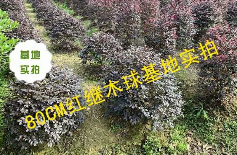 红花继木球庭院四季常青绿化苗木红花继木树苗绿篱花卉植物