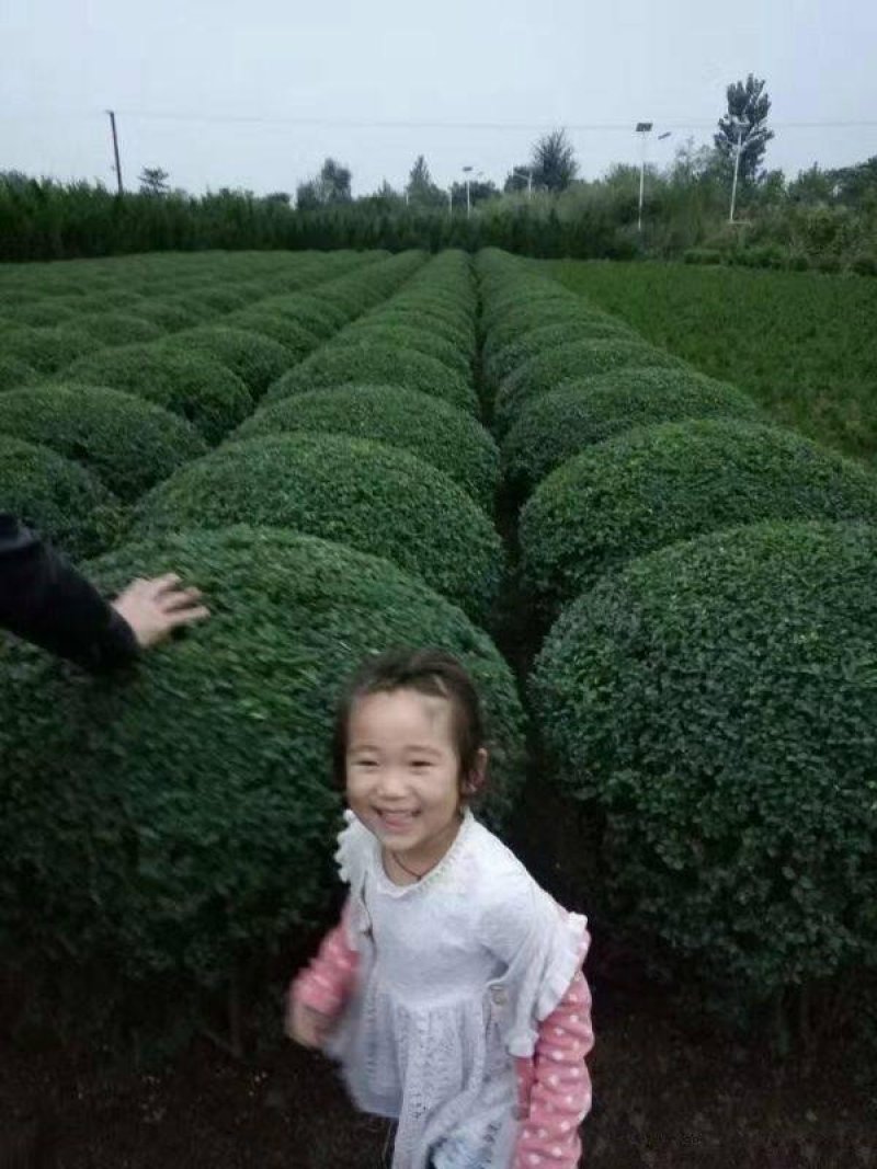 小叶女贞基地直销大小苗齐全带土球保证成活率