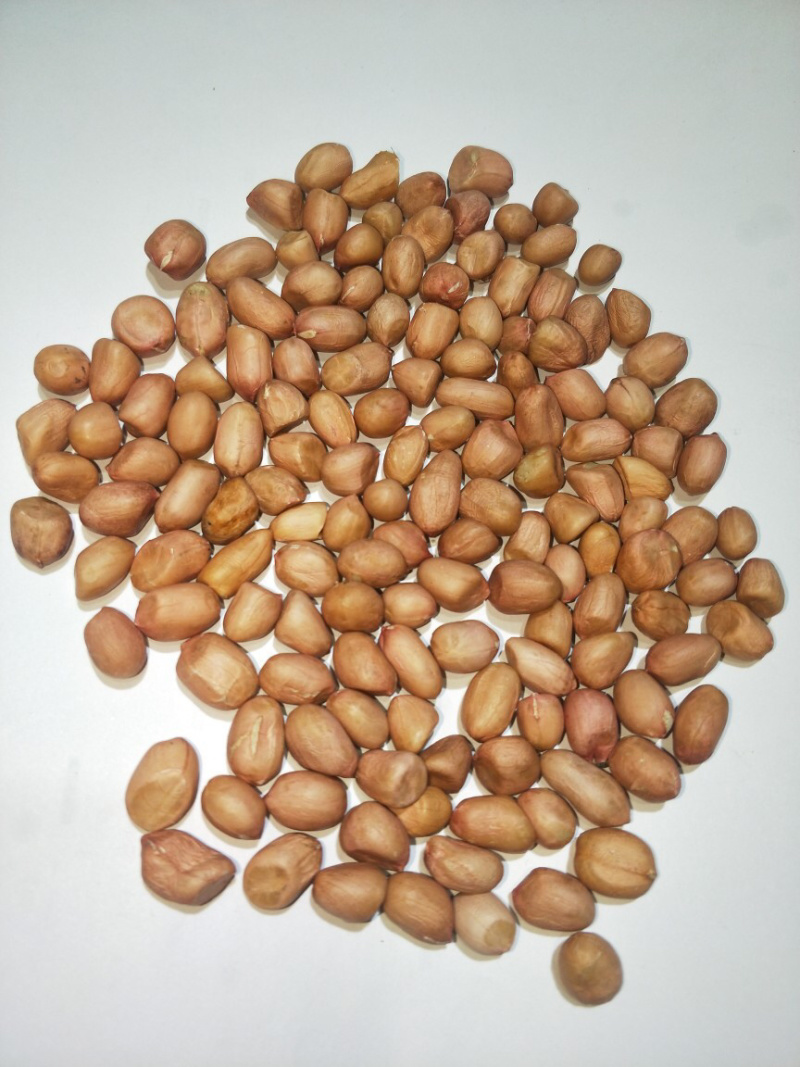 河南花生8个筛白筛，一手货源，价格实惠，批发全国
