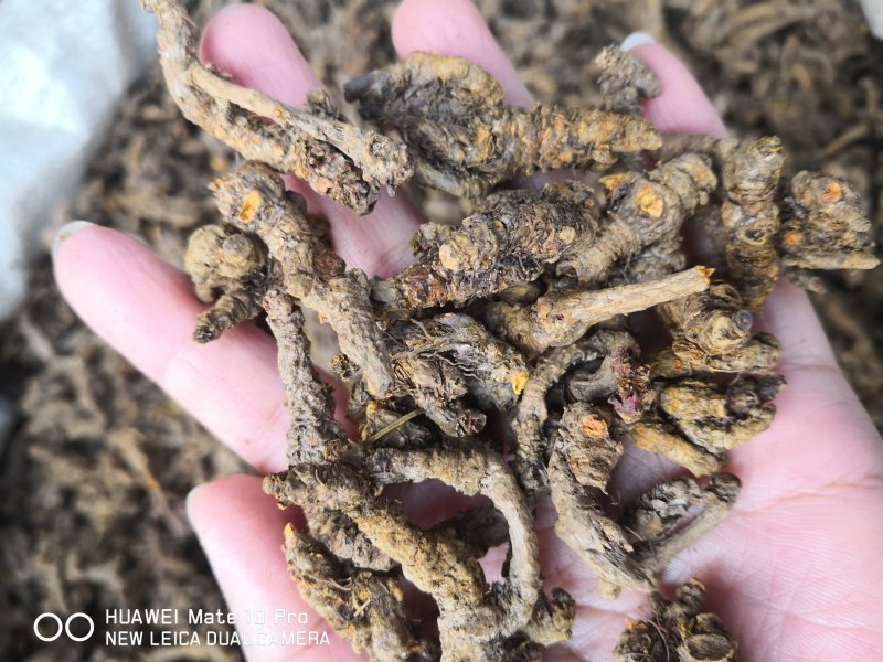 黄连各种规格四川干货新货无杂2斤起包邮