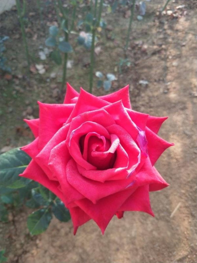 各种玫瑰花苗花色齐全花期长基地直销量大从优