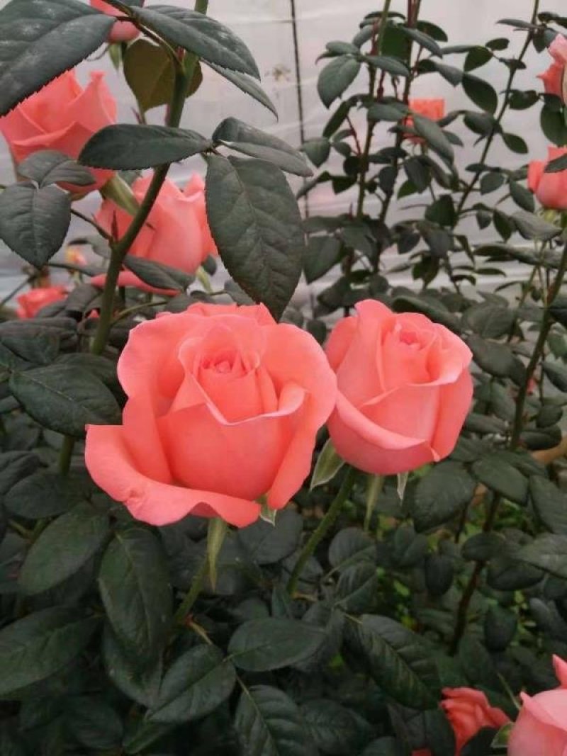 各种玫瑰花苗花色齐全花期长基地直销量大从优