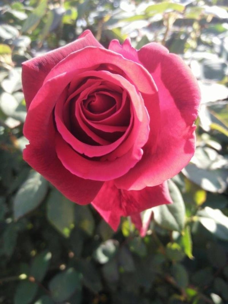 各种玫瑰花苗花色齐全花期长基地直销量大从优