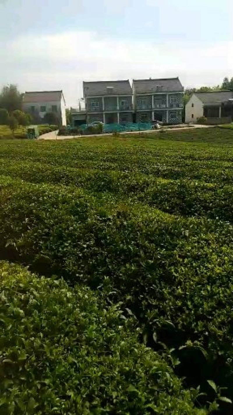 白茶黄茶