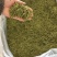 白茶黄茶