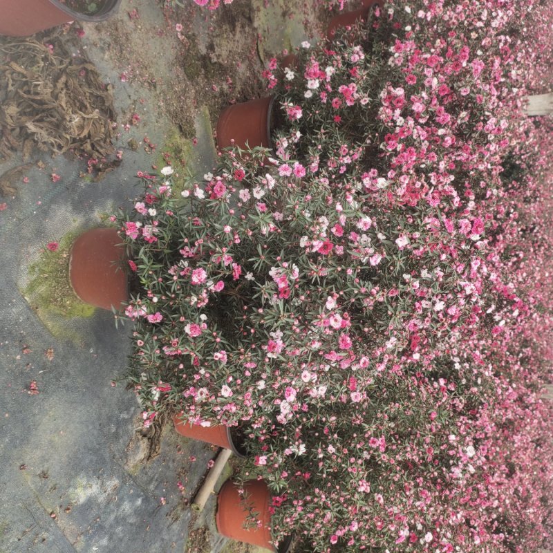 松红梅好养花卉盆栽