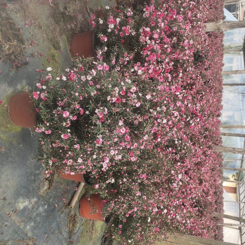 松红梅好养花卉盆栽
