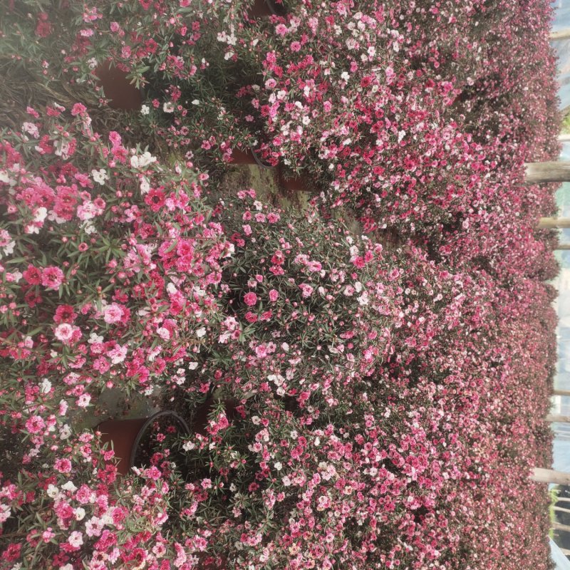 松红梅好养花卉盆栽